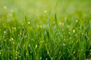 Blades of grass with Dew on them